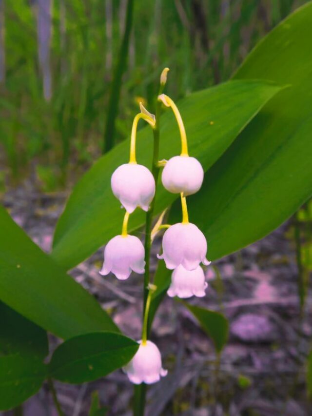 Lily Of The Valley colors Symbolism