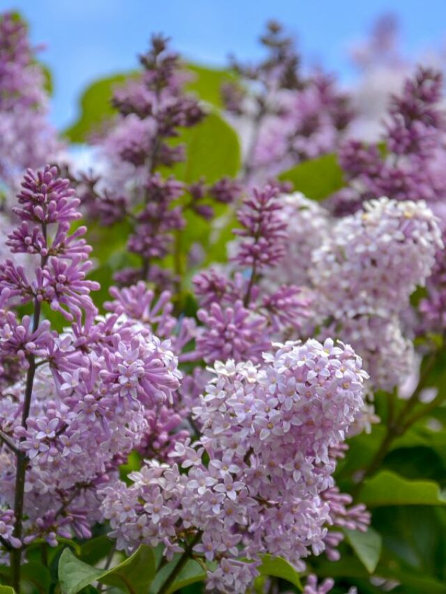Lilac Meaning and Facts