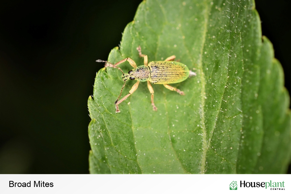 Broad Mites