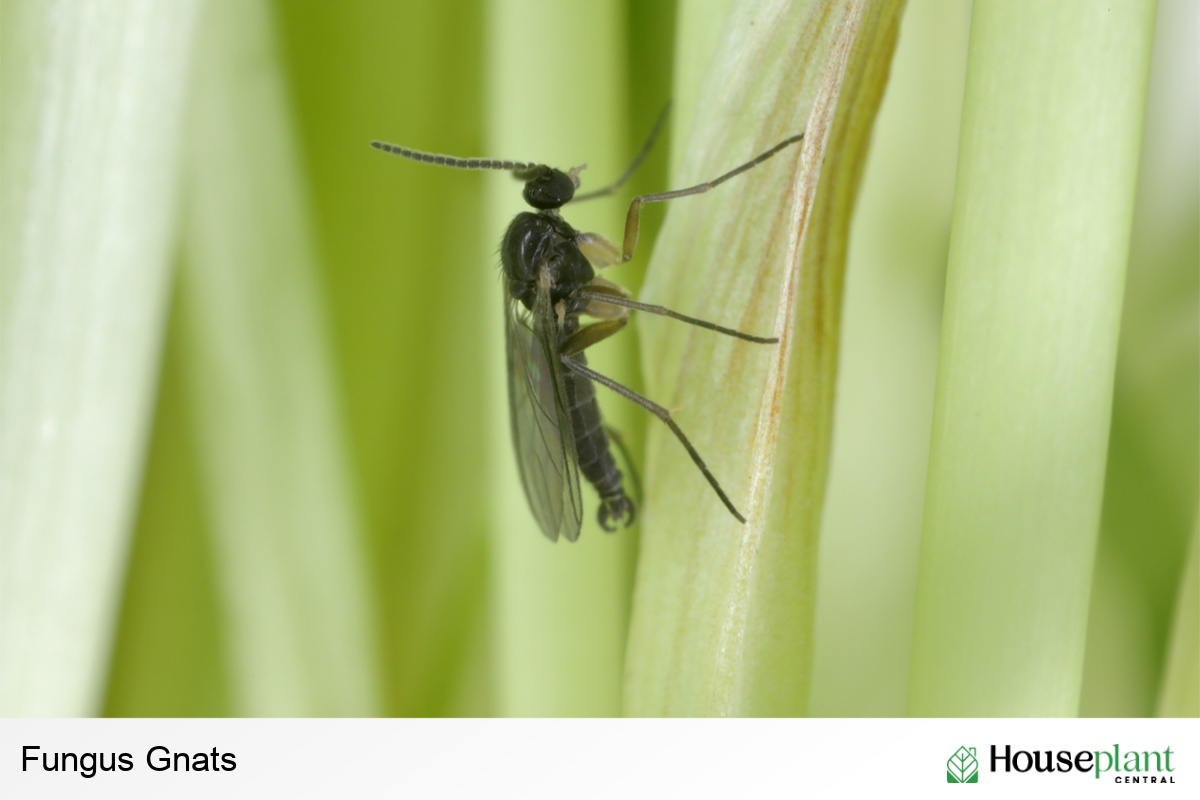Fungus Gnats the most popular houseplant pest