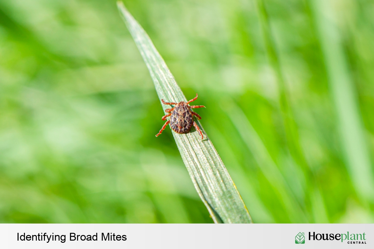 Identifying Broad Mites