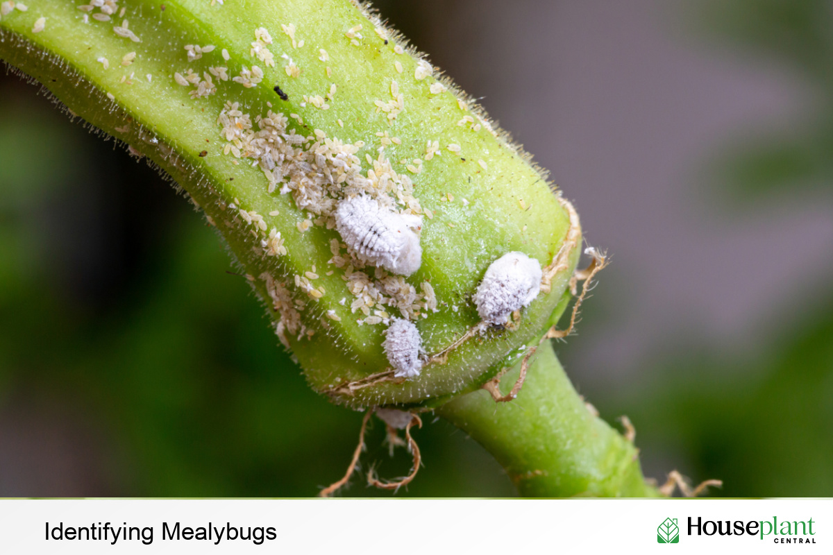 Mealy Bugs On Houseplants   Identifying Mealybugs 