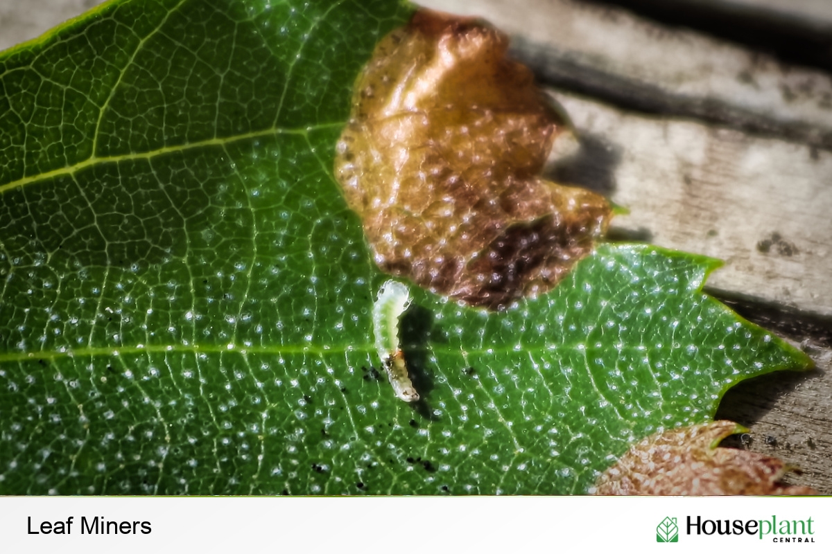 Leaf Miners