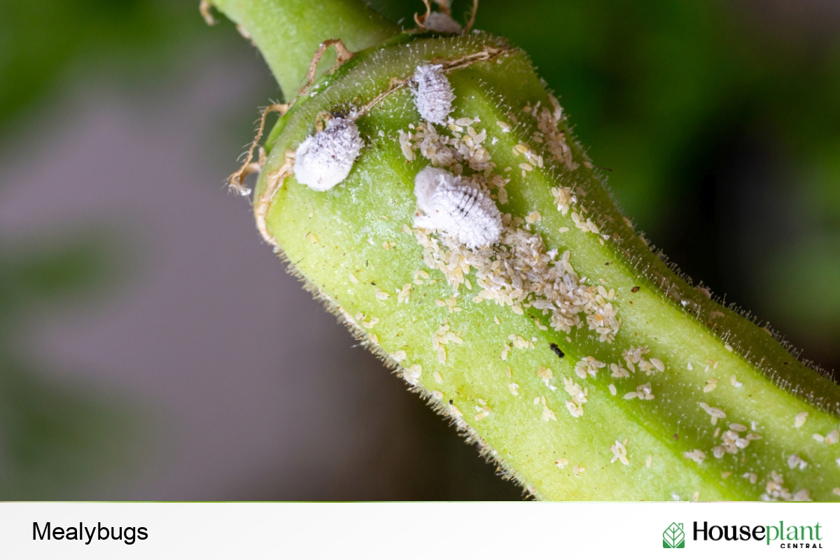 Mealybugs 