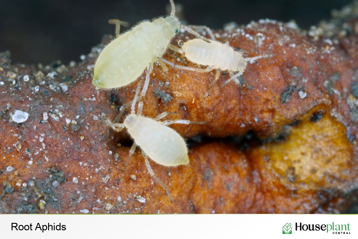 Root Aphids