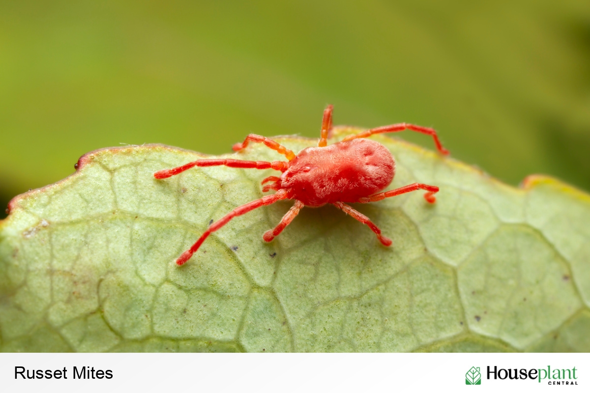 Russet Mites