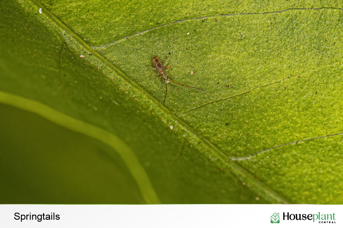 Spider mites 