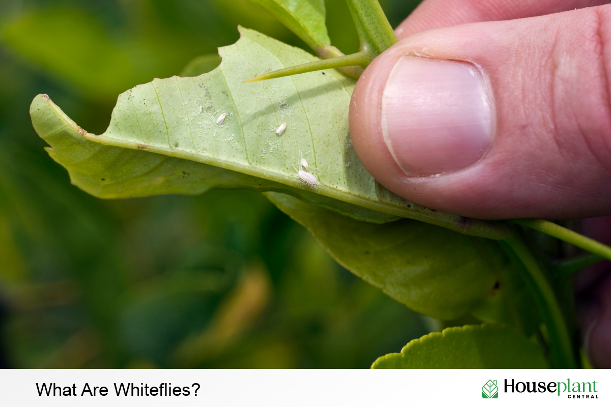 What Are Whiteflies