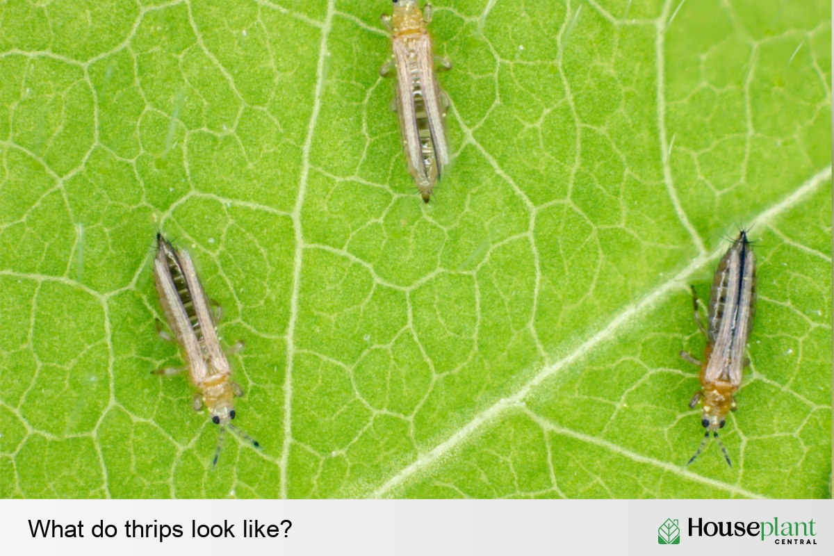 What do thrips look like