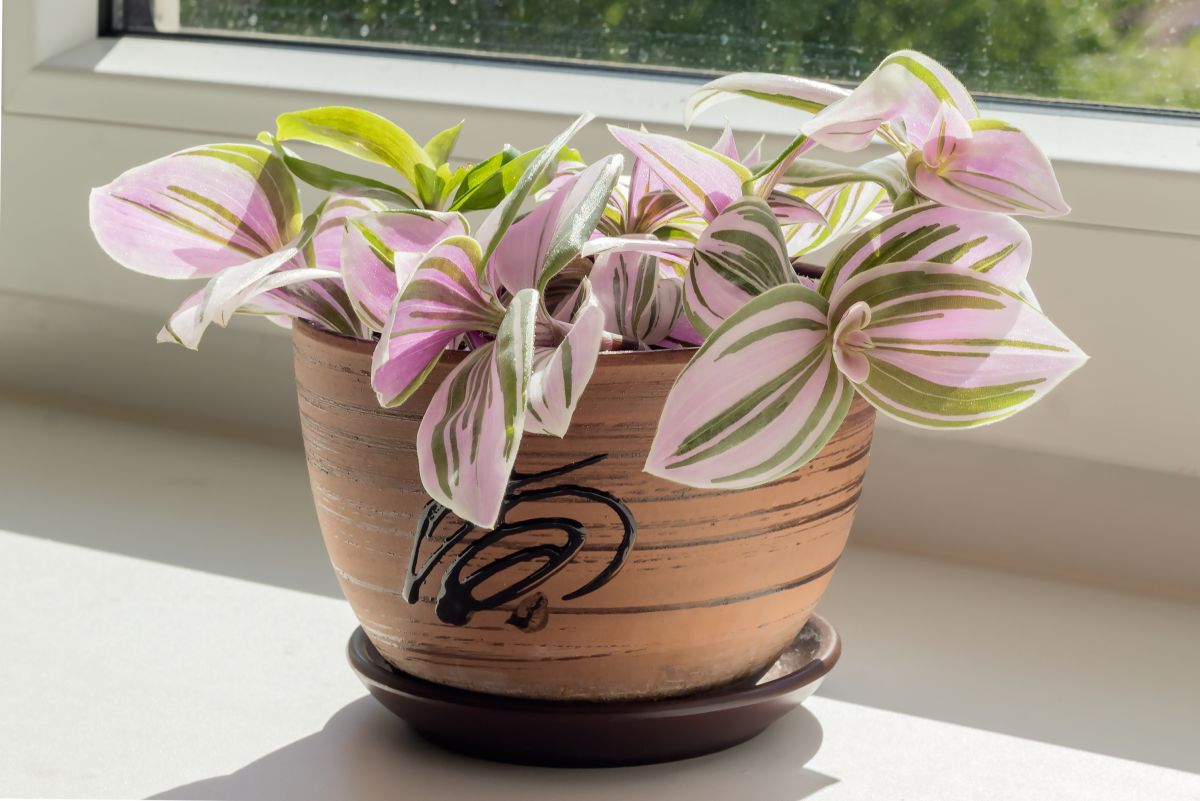 Caring for Spiderwort