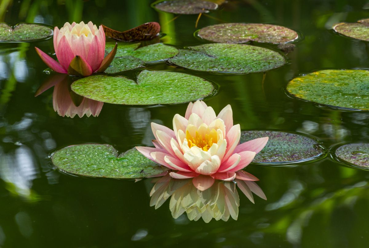 Caring for a Water Lily Lotus Plant Indoors