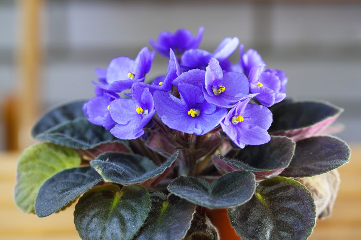Helpful Tips for African Violet Care