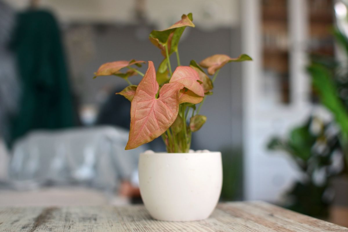 How to Grow a Pink Arrowhead Plant Indoors