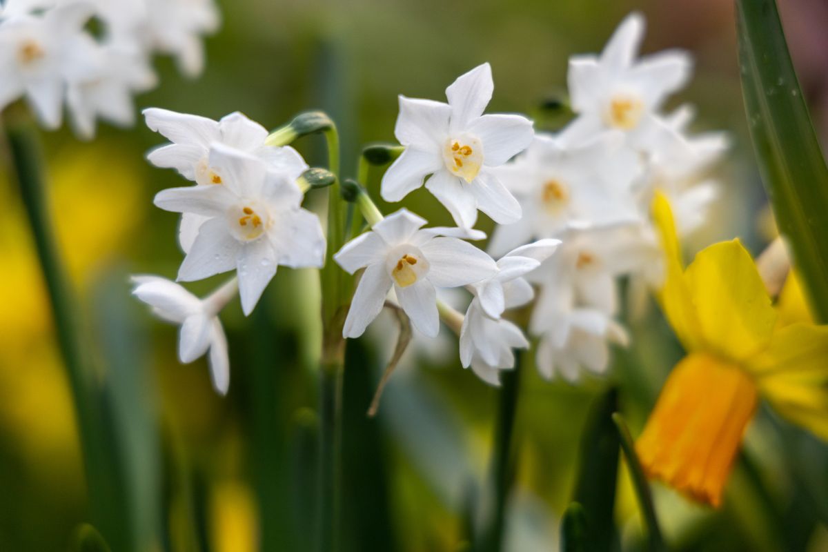 How to Grow the Elegant Paperwhite Narcissus