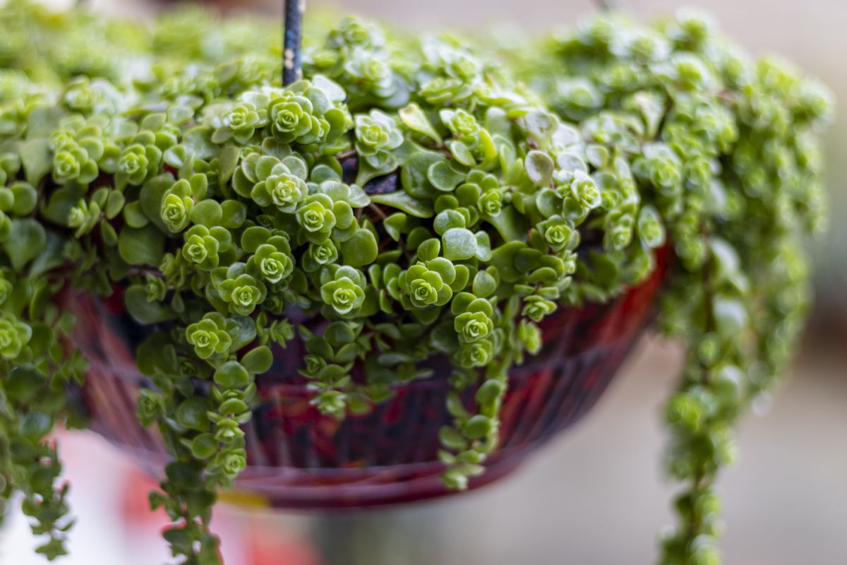 Temperature and Humidity Levels for Baby Tears Plant