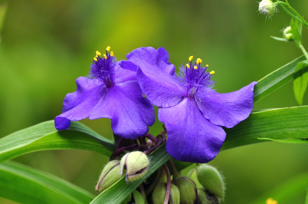 Temperature and Humidity Levels for Spideirwort