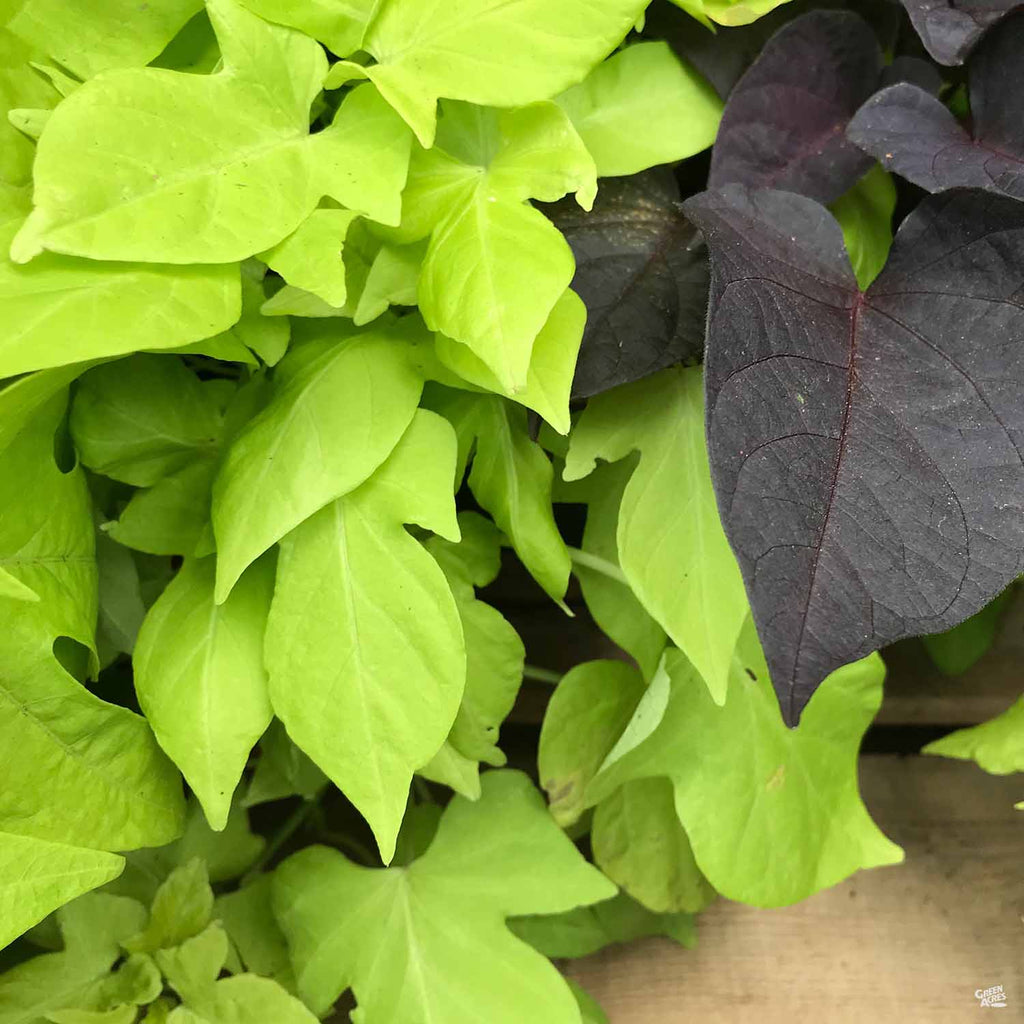 Temperature and Humidity Levels for Sweet Potato Vine Plant