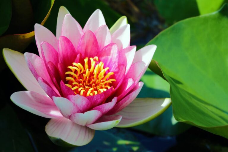 Caring for a Water Lily Lotus Plant Indoors