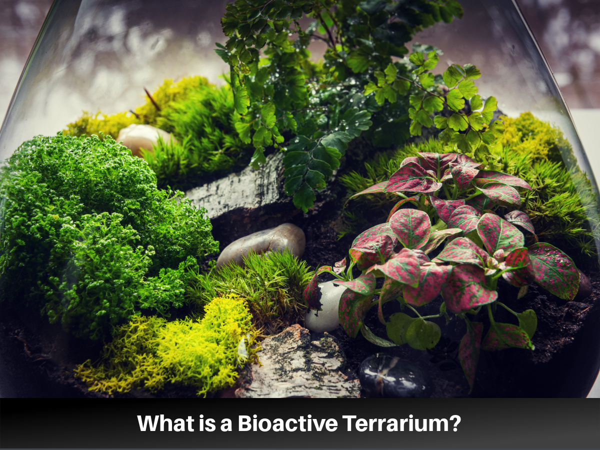 Bioactive terrarium