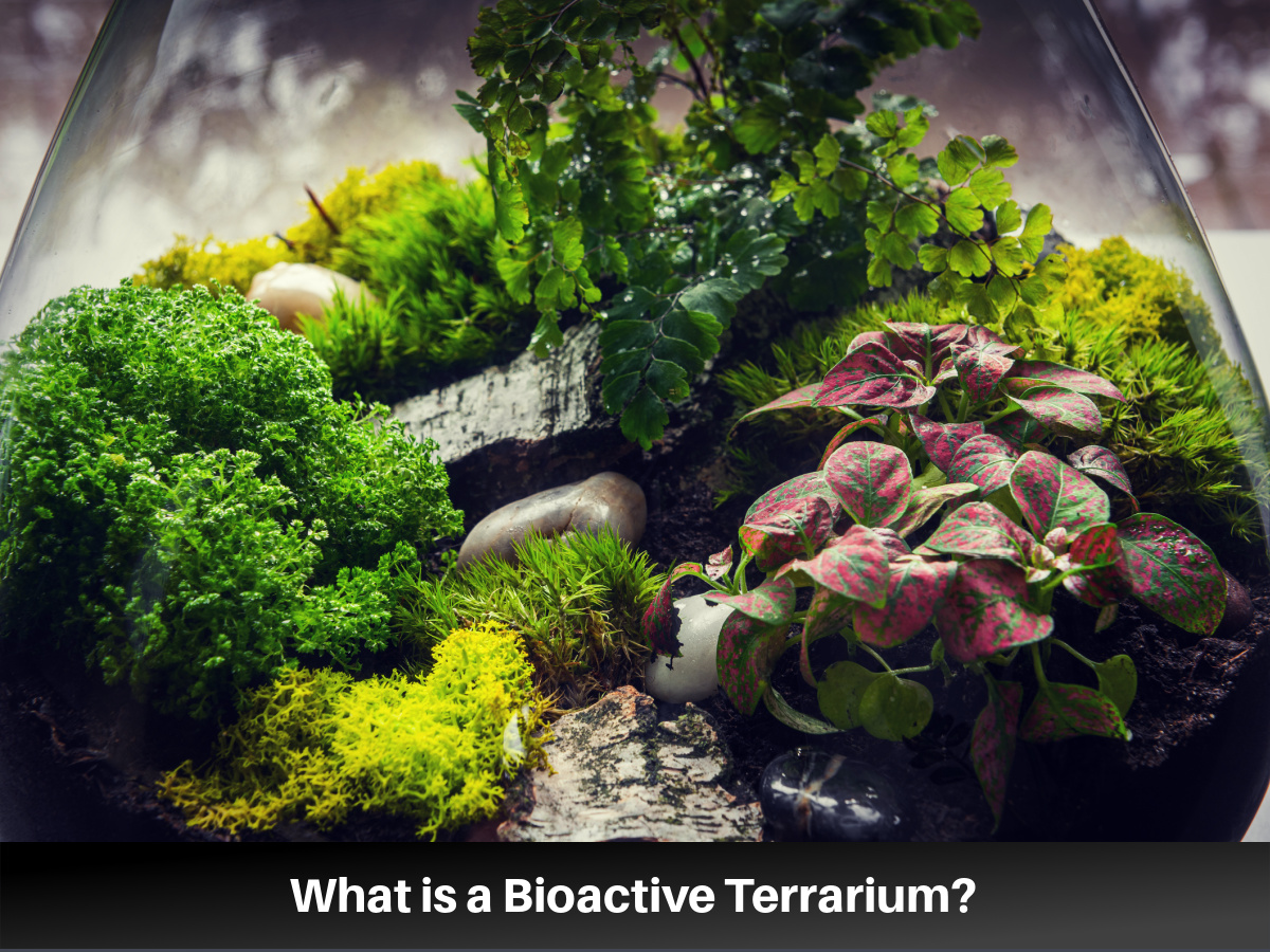 Bioactive Terrarium Natural Ecosystem