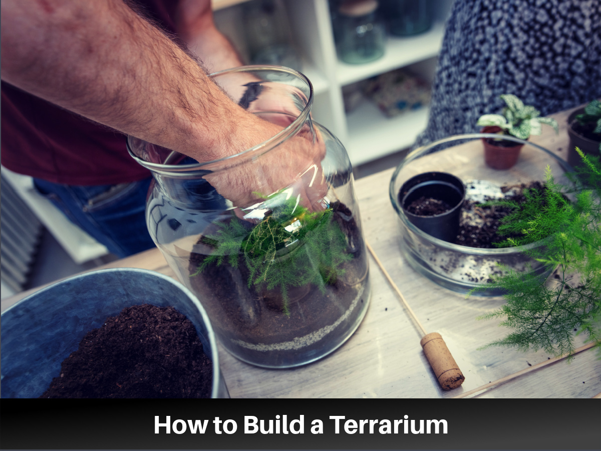Building a terrarium