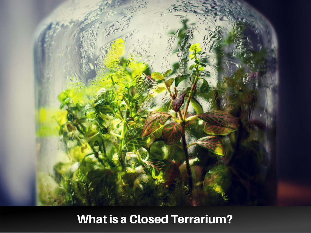 What is a closed terrium