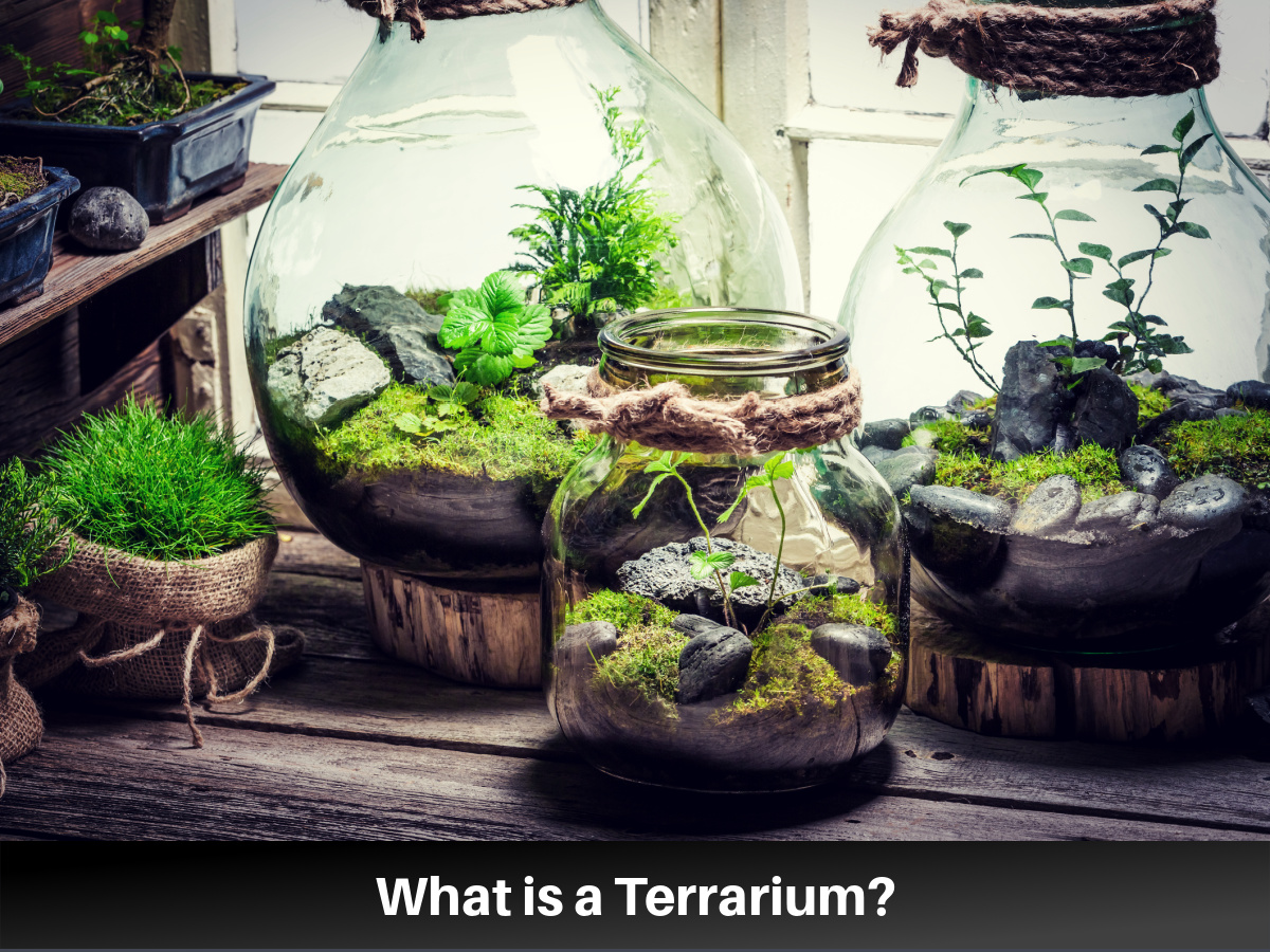 What is a Terrarium?