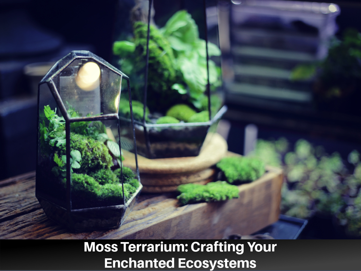 moss terrarium tips