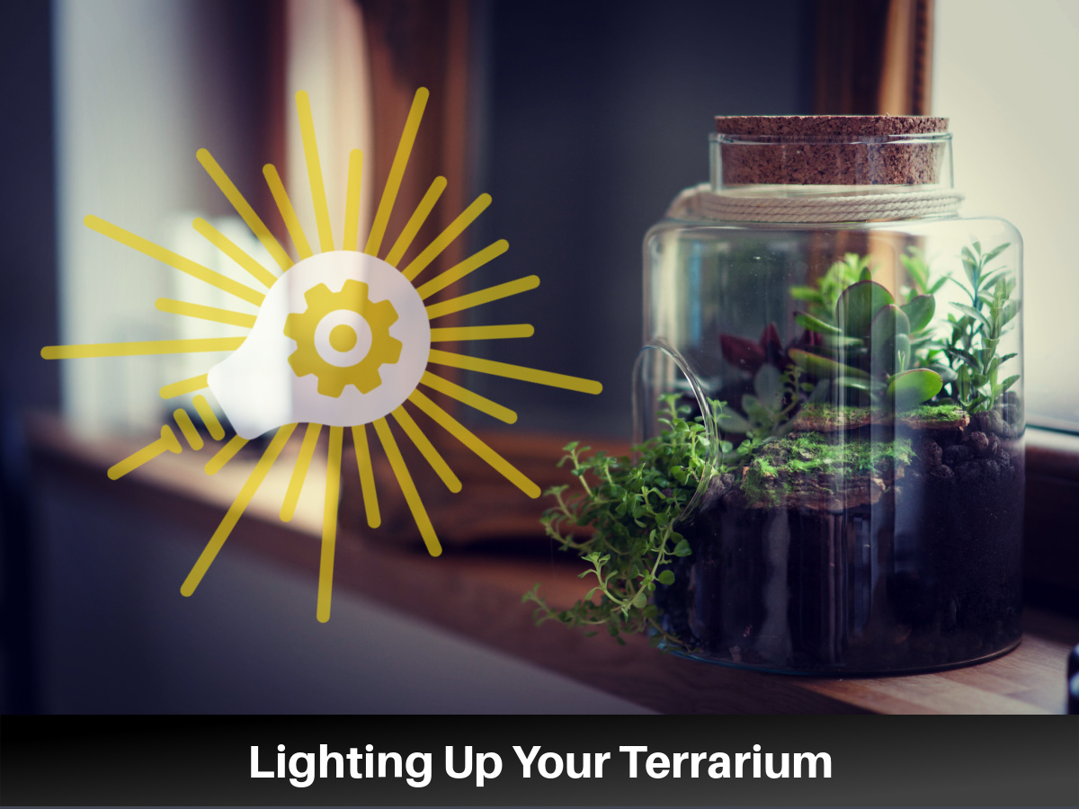 Lighting Up Your Terrarium