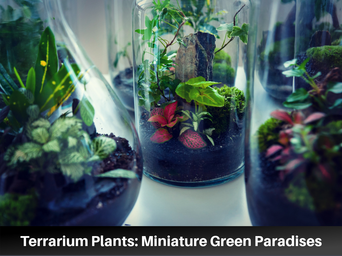 terrarium plants