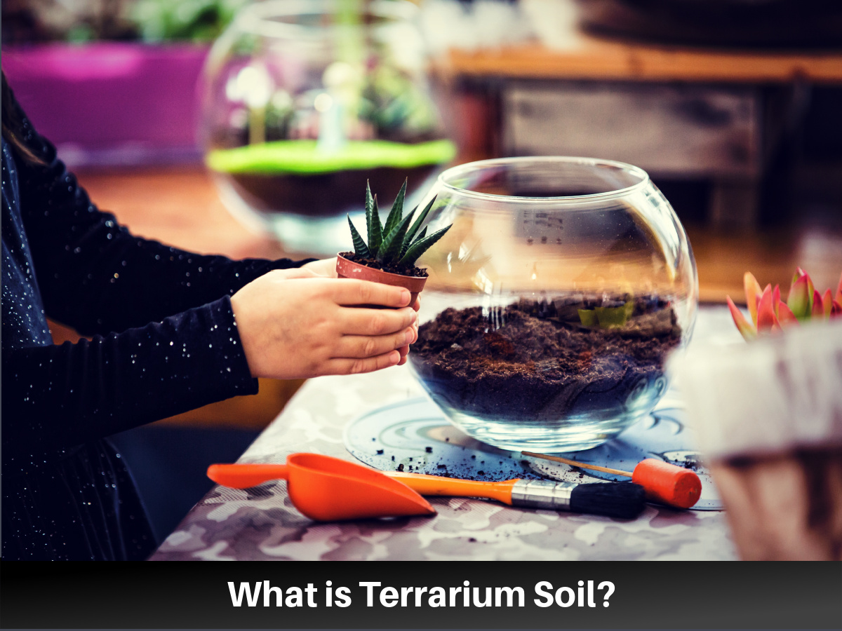 terrarium soil